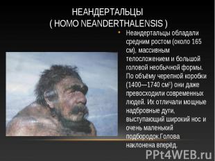 Неандертальцы обладали средним ростом (около 165 см), массивным телосложением и