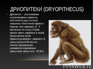 Дриопите к — род вымерших антропоморфных приматов, известный по ряду остатков, н