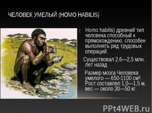 ( Homo habilis) древний тип человека способный к прямохождению, способен выполня