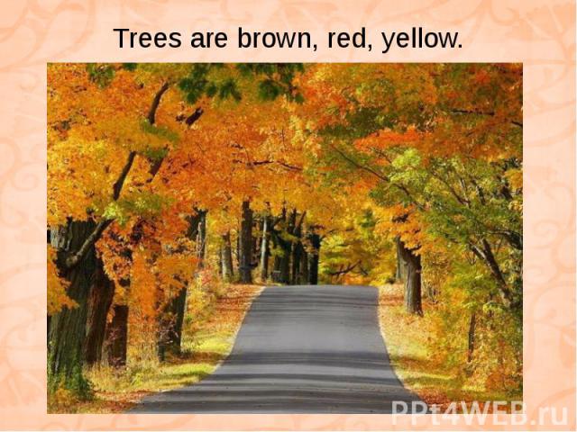 Trees are brown, red, yellow.