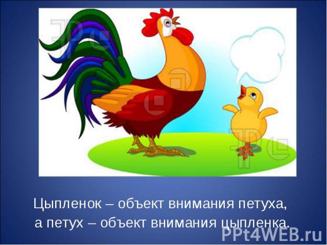 Цыпленок – объект внимания петуха, Цыпленок – объект внимания петуха, а петух – объект внимания цыпленка.