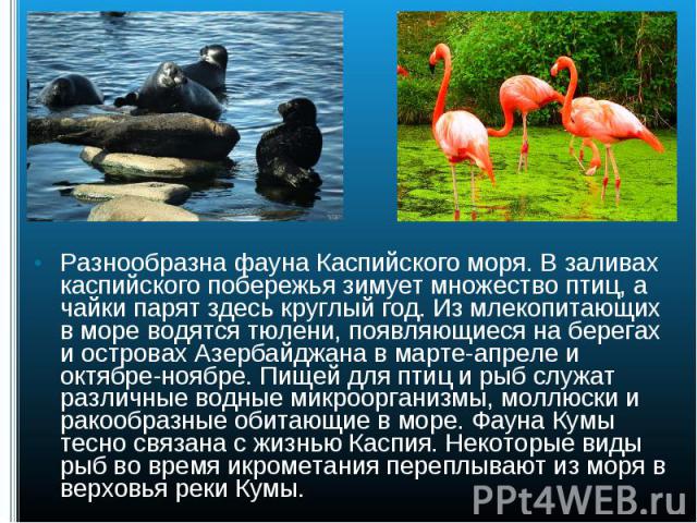 Разнообразна фауна Каспийского моря. В заливах каспийского побережья зимует множество птиц, а чайки парят здесь круглый год. Из млекопитающих в море водятся тюлени, появляющиеся на берегах и островах Азербайджана в марте-апреле и октябре-ноябре. Пищ…