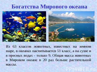 Из 63 классов животных, известных на земном шаре, в океанах насчитывается 51 кла