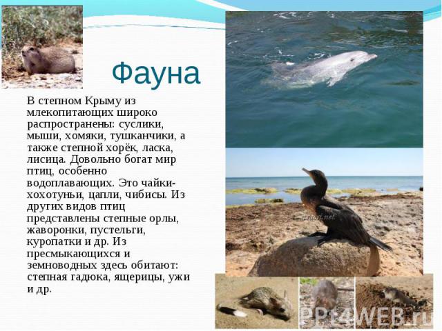 В степном Крыму из млекопитающих широко распространены: суслики, мыши, хомяки, тушканчики, а также степной хорёк, ласка, лисица. Довольно богат мир птиц, особенно водоплавающих. Это чайки-хохотуньи, цапли, чибисы. Из других видов птиц представлены с…