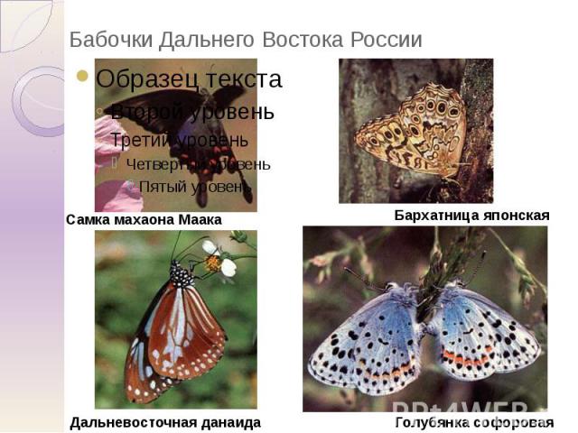 Бабочки Дальнего Востока России
