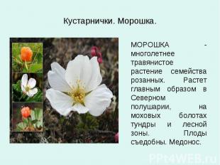 МОРОШКА - многолетнее травянистое растение семейства розанных. Растет главным об