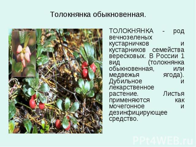 ТОЛОКНЯНКА - род вечнозеленых кустарничков и кустарников семейства вересковых. В России 1 вид (толокнянка обыкновенная, или медвежья ягода). Дубильное и лекарственное растение. Листья применяются как мочегонное и дезинфицирующее средство. ТОЛОКНЯНКА…
