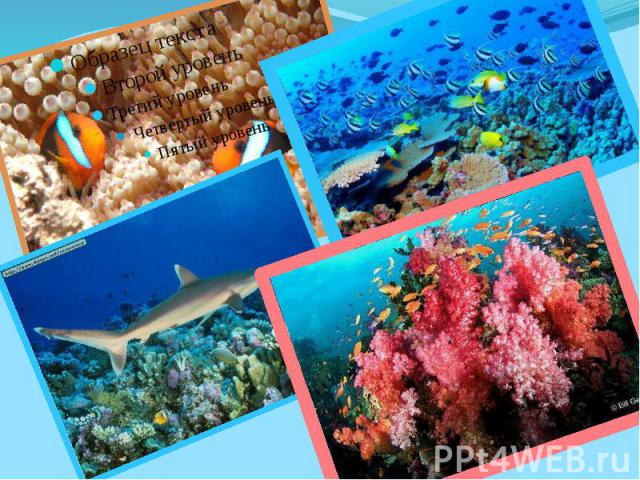 Большой барьерный риф является одной из самых разнообразных экосистем в мире. Здесь обнаружено около 400 видов кораллов, 1 500 разновидностей рыб и многообразие других животных и растений.