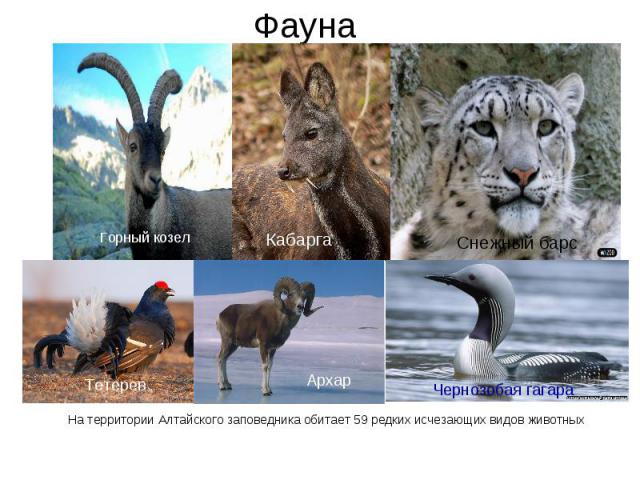 На территории Алтайского заповедника обитает 59 редких исчезающих видов животных На территории Алтайского заповедника обитает 59 редких исчезающих видов животных  
