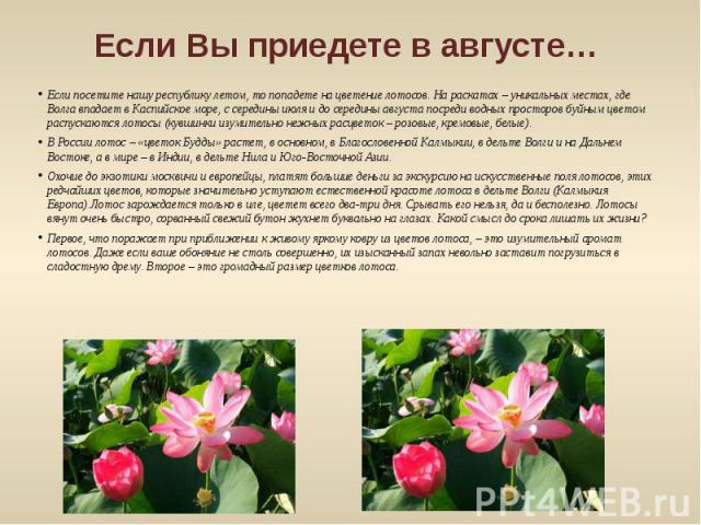 Если Вы приедете в августе… Если посетите нашу республику летом, то попадете на цветение лотосов. На раскатах – уникальных местах, где Волга впадает в Каспийское море, с середины июля и до середины августа посреди водных просторов буйным цветом расп…