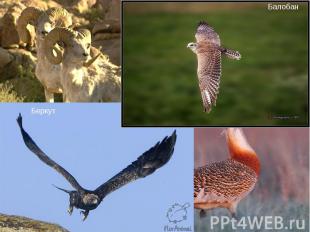 Животный мир области насчитывает 55 видов млекопитающихся, 180 видов птиц, 30 ви