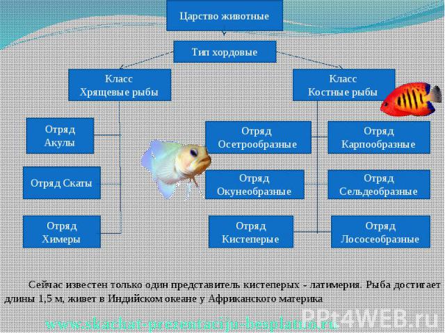 Сейчас известен только один представитель кистеперых - латимерия. Рыба достигает длины 1,5 м, живет в Индийском океане у Африканского материка Сейчас известен только один представитель кистеперых - латимерия. Рыба достигает длины 1,5 м, живет в Инди…