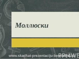 Моллюски www.skachat-prezentaciju-besplatno.ru