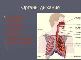 Органы дыхания К органам дыхания относятся носовая полость, гортань, трахея, бро