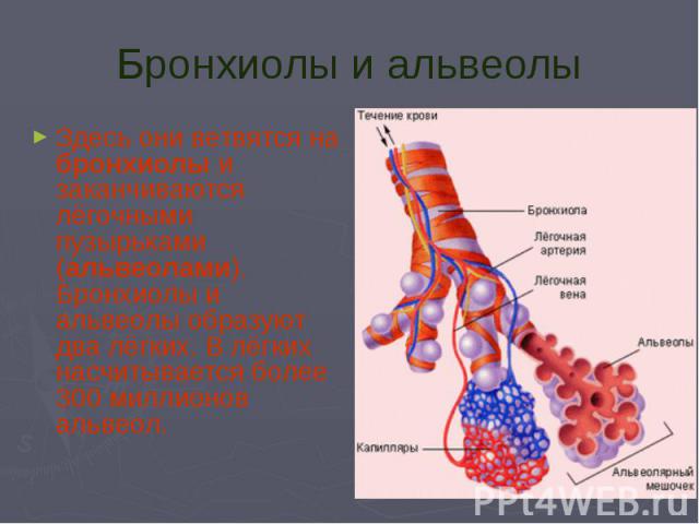 Бронхиолы и альвеолы Здесь они ветвятся на бронхиолы и заканчиваются лёгочными пузырьками (альвеолами). Бронхиолы и альвеолы образуют два лёгких. В лёгких насчитывается более 300 миллионов альвеол.