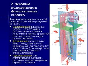 2. Основные анатомические и физиологические понятия. Тело человека рядом плоскос