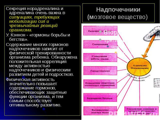 Надпочечники (мозговое вещество) Секреция норадреналина и адреналина очень важна в ситуациях, требующих мобилизации сил и чрезвычайных реакций организма. У. Кэннон - «гормоны борьбы и бегства». Содержание многих гормонов надпочечников зависит от физ…