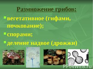 Размножение грибов: вегетативное (гифами, почкование); спорами; деление надвое (