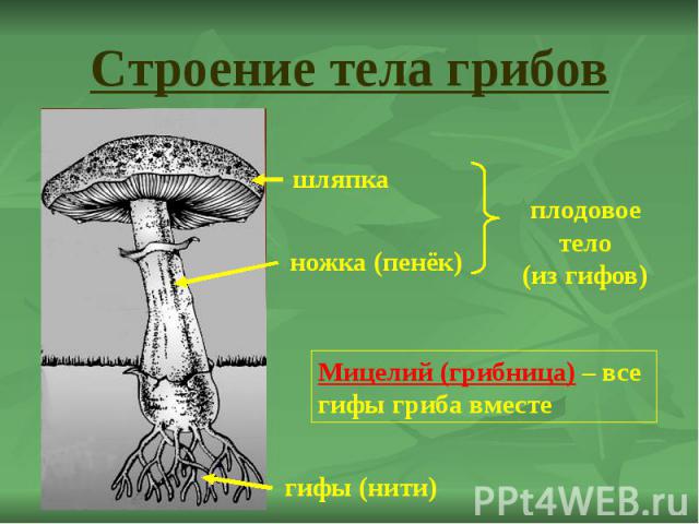 Строение тела грибов