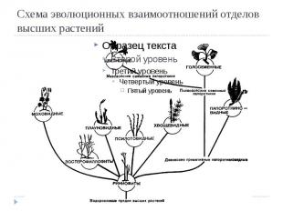 Схема эволюционных взаимоотношений отделов высших растений
