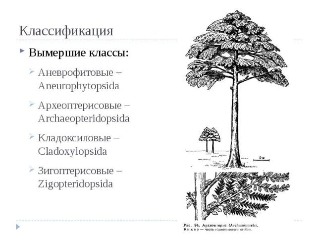 Классификация Вымершие классы: Аневрофитовые – Aneurophytopsida Археоптерисовые – Archaeopteridopsida Кладоксиловые – Cladoxylopsida Зигоптерисовые – Zigopteridopsida