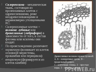 Склеренхима – механическая ткань, состоящая из прозенхимных клеток с одревесневш