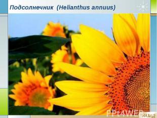 Подсолнечник (Helianthus annuus)