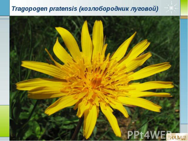 Tragopogen pratensis (козлобородник луговой)