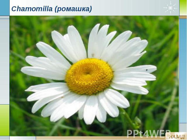 Chamomilla (ромашка)