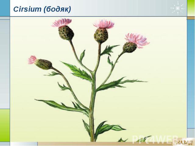 Cirsium (бодяк)