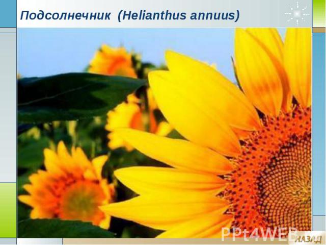 Подсолнечник (Helianthus annuus)