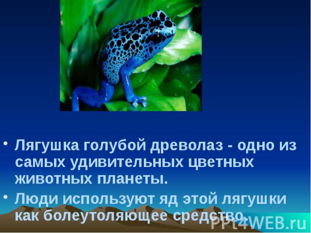 Лягушка голубой древолаз - одно из самых удивительных цветных животных планеты. Лягушка голубой древолаз - одно из самых удивительных цветных животных планеты. Люди используют яд этой лягушки как болеутоляющее средство.