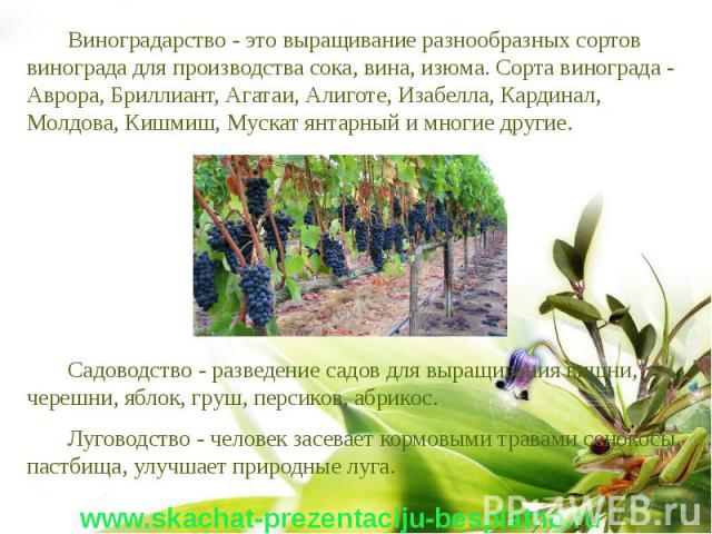 Виноградарство - это выращивание разнообразных сортов винограда для производства сока, вина, изюма. Сорта винограда - Аврора, Бриллиант, Агатаи, Алиготе, Изабелла, Кардинал, Молдова, Кишмиш, Мускат янтарный и многие другие. Виноградарство - это выра…