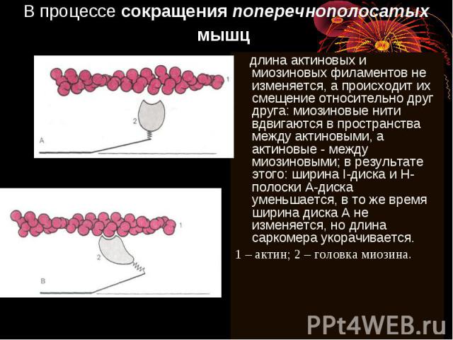 В процессе сокращения поперечнополосатых мышц длина актиновых и миозиновых филаментов не изменяется, а происходит их смещение относительно друг друга: миозиновые нити вдвигаются в пространства между актиновыми, а актиновые - между миозиновыми; в рез…