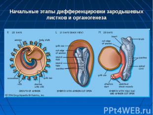 Начальные этапы дифференцировки зародышевых листков и органогенеза