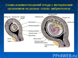 Схема взаимоотношений плода с материнским организмом на разных этапах эмбриогене