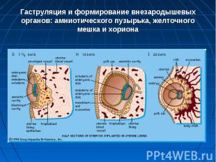 Гаструляция и формирование внезародышевых органов: амниотического пузырька, желт