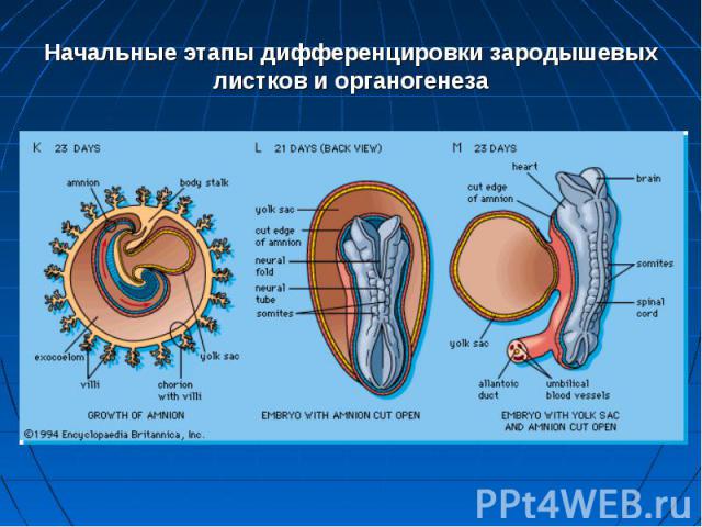Начальные этапы дифференцировки зародышевых листков и органогенеза