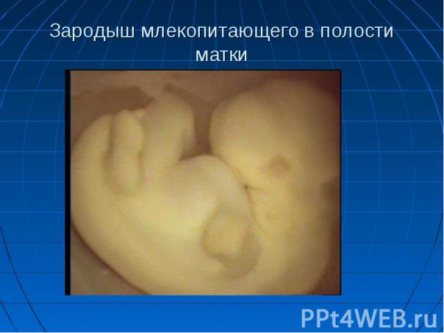 Зародыш млекопитающего в полости матки