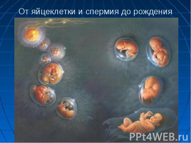 От яйцеклетки и спермия до рождения