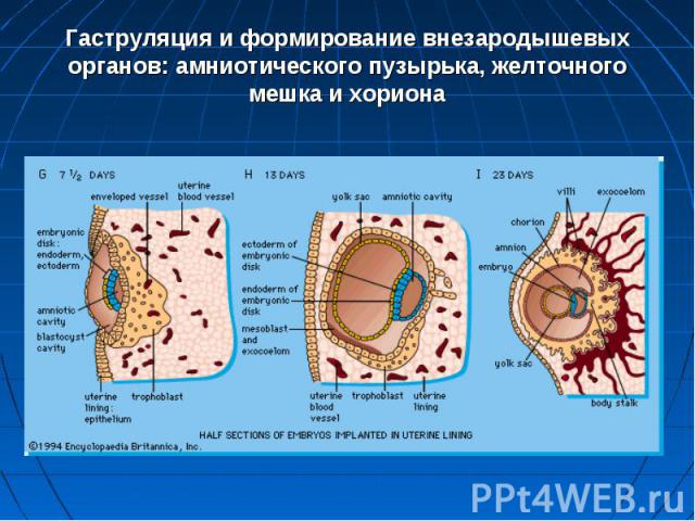 Гаструляция и формирование внезародышевых органов: амниотического пузырька, желточного мешка и хориона