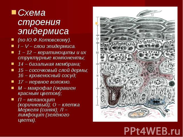 Схема строения эпидермиса Схема строения эпидермиса (по Ю.Ф.Котовскому). I – V – слои эпидермиса. 1 – 12 – кератиноциты и их структурные компоненты; 14 – базальная мембрана; 15 – сосочковый слой дермы; 16 – кровеносный сосуд; 17 – нервное волокно. М…