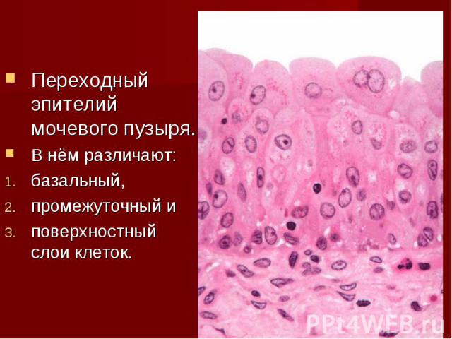 Переходный эпителий мочевого пузыря. В нём различают: базальный, промежуточный и поверхностный слои клеток.
