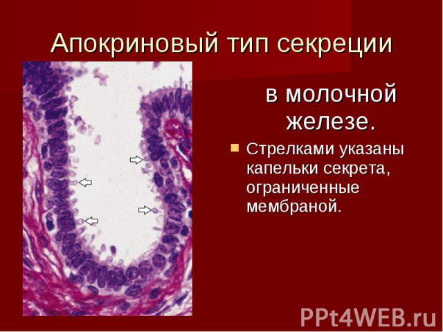 Апокриновый тип секреции в молочной железе. Стрелками указаны капельки секрета, ограниченные мембраной.