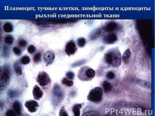 Плазмоцит, тучные клетки, лимфоциты и адипоциты рыхлой соединительной ткани