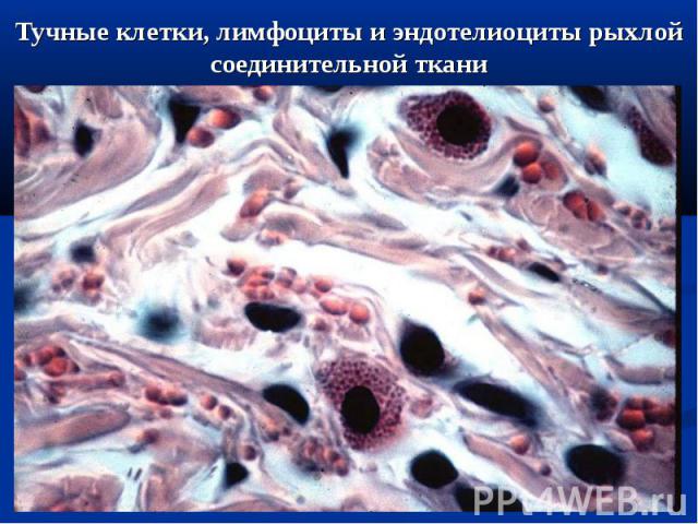 Тучные клетки, лимфоциты и эндотелиоциты рыхлой соединительной ткани