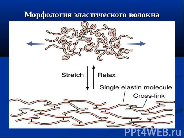 Морфология эластического волокна