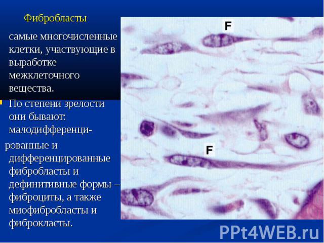 Фибробласты самые многочисленные клетки, участвующие в выработке межклеточного вещества. По степени зрелости они бывают: малодифференци- рованные и дифференцированные фибробласты и дефинитивные формы – фиброциты, а также миофибробласты и фиброкласты.