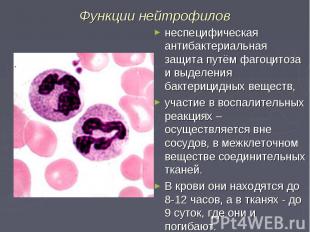 Функции нейтрофилов неспецифическая антибактериальная защита путём фагоцитоза и