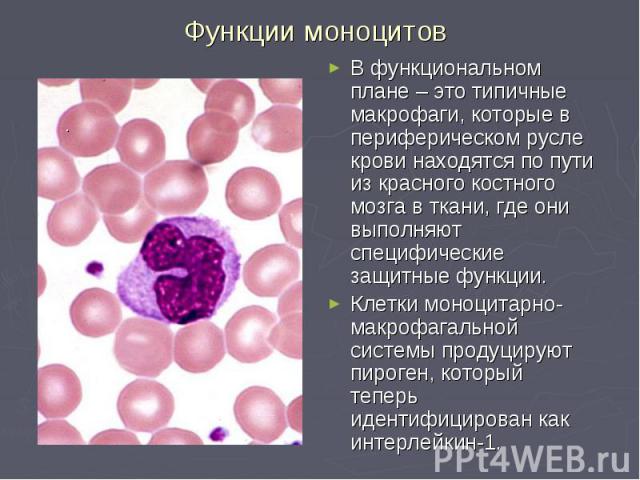 Функции моноцитов В функциональном плане – это типичные макрофаги, которые в периферическом русле крови находятся по пути из красного костного мозга в ткани, где они выполняют специфические защитные функции. Клетки моноцитарно-макрофагальной системы…